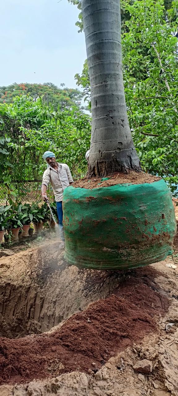  Tree Transplanting by Total Green Solutions